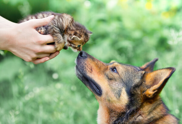 Big dog and little kitten in female hands sniffing each other outdoor