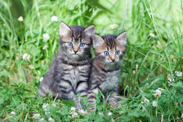 Två små kattungar som sitter på gräset — Stockfoto