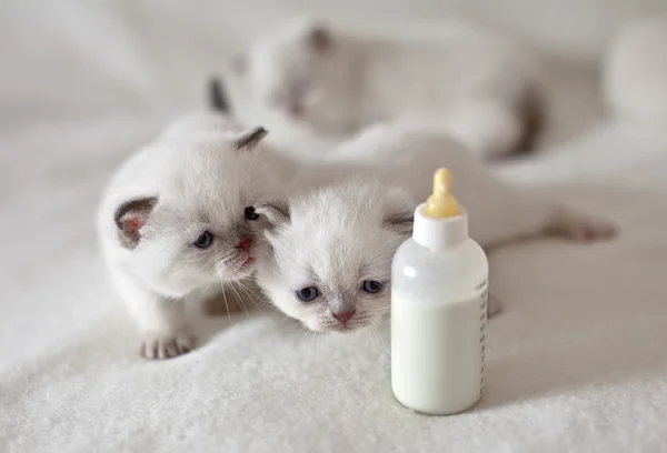 白色的小猫爬网 — 图库照片