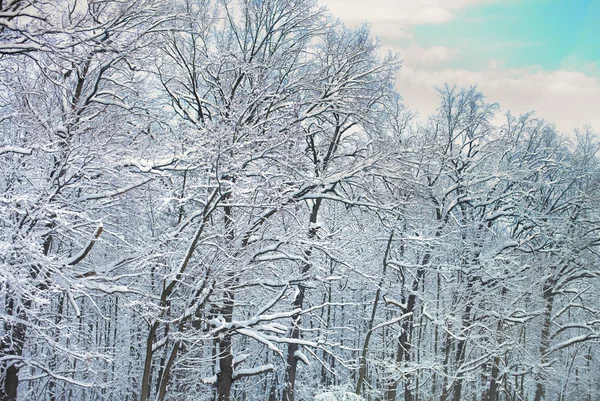 Vinterskog täckt med snö — Stockfoto