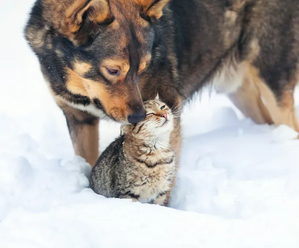 Perro y gato jugando en la nieve — Foto de Stock