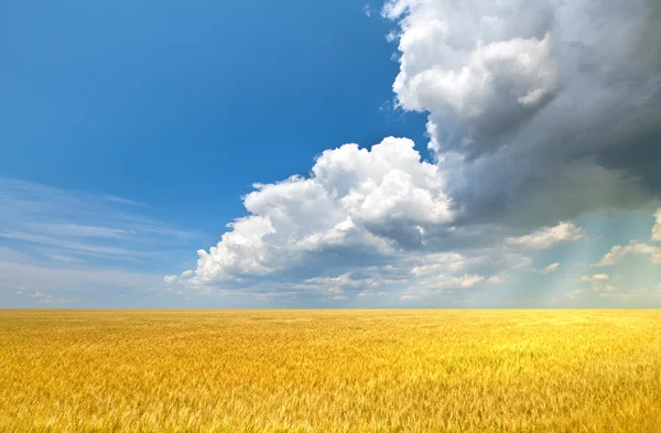 Sonnenstrahlen fluten Weizenfeld mit Licht — Stockfoto