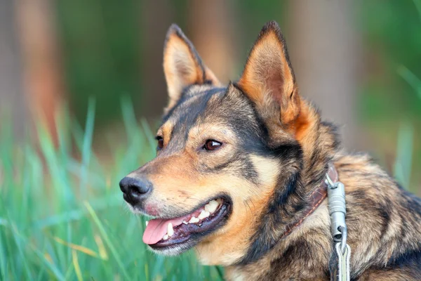 açık havada köpeğin portresi