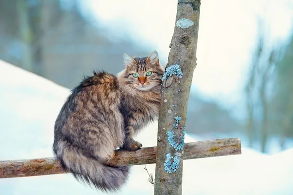 Katze sitzt auf dem Zaun — Stockfoto