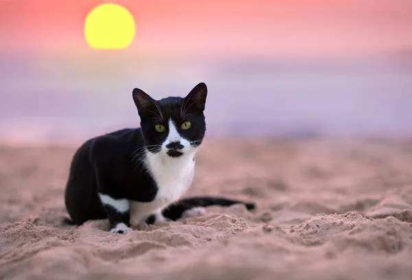 Cat siting on the beach at sunset — Stock Photo, Image