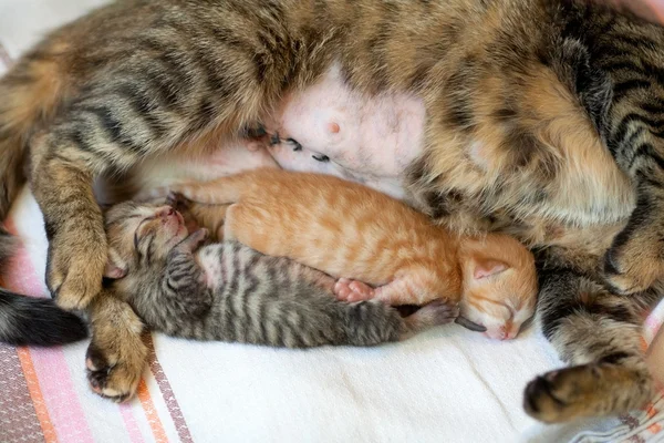 Newborn kitten sleeping near mother cat after cesarean — Stock Photo, Image