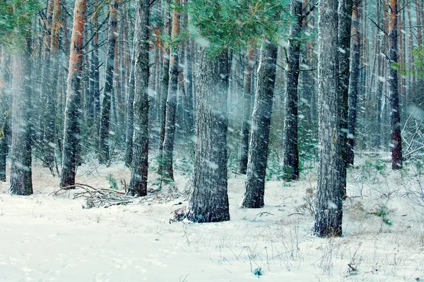 Der erste Schnee im Kiefernwald — Stockfoto