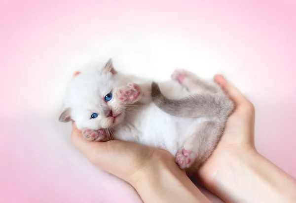 Маленькая белая кошка — стоковое фото