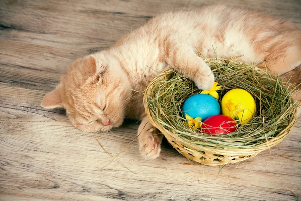 Chat dormant près du panier avec des œufs colorés — Photo