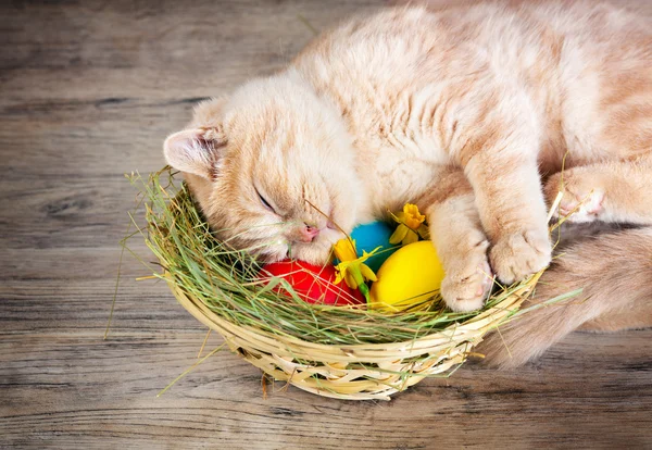 Cat sleeping on the basket with colored eggs — Stock Photo, Image