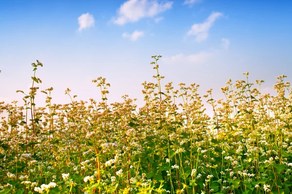 Beautiful buckwheat field against the sky — Stock Photo, Image