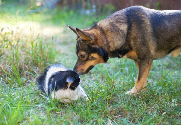 Honden- en kattenvoeders snuiven elkaar — Stockfoto