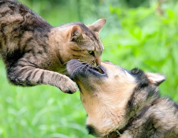 Kedi ile oynayan köpek — Stok fotoğraf