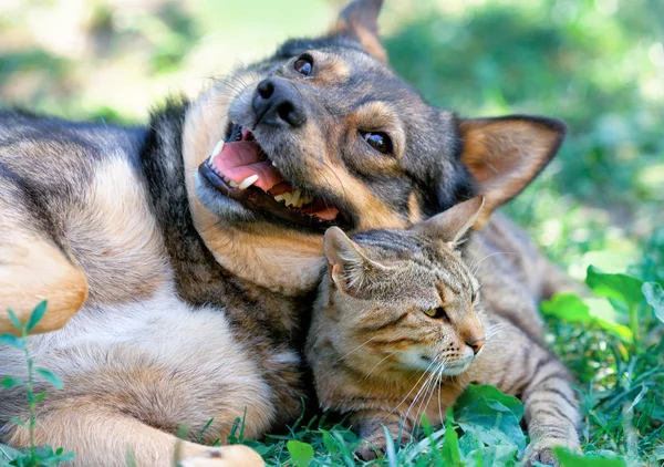 Hund und Katze spielen zusammen im Freien Stockbild
