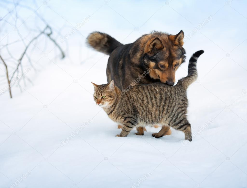 Dog and cat playing in the snow