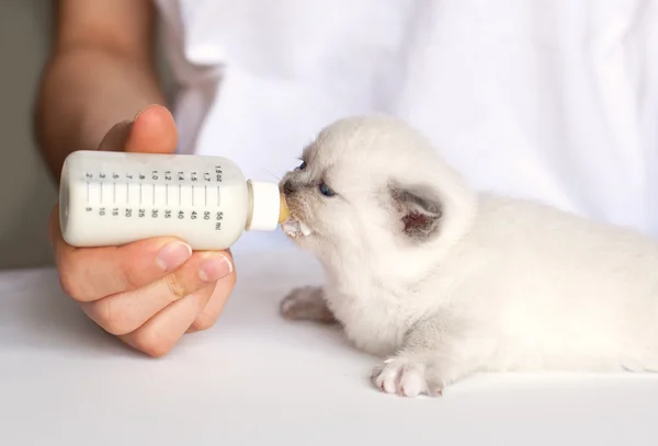 Alimentar pequeño gato blanco con sustituto de leche —  Fotos de Stock