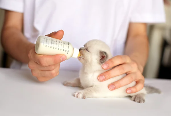 Alimentar pequeño gato blanco con sustituto de leche —  Fotos de Stock