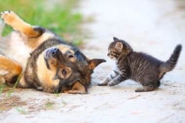 büyük köpekle oynayan küçük bir kedi yavrusu