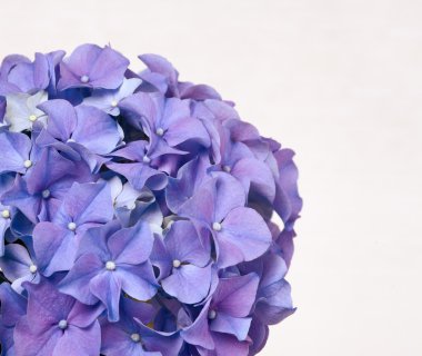 Ortanca çiçek arka plan