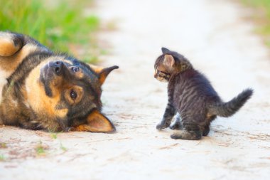 büyük köpekle oynayan küçük bir kedi yavrusu