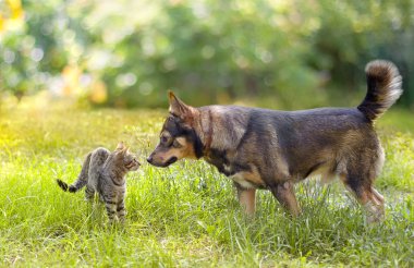 köpek ve kedi birbirlerine koklama