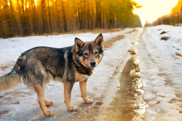 Dog walking on the snowy road in winter — Stock Photo, Image