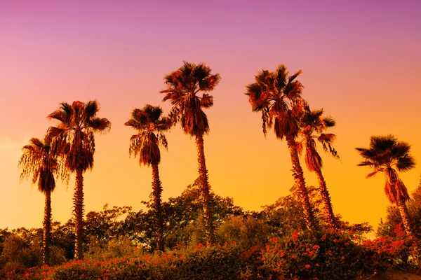 Datare piantagione di palme vicino al Mar Morto al tramonto — Foto Stock