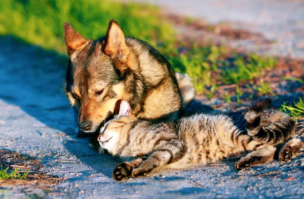 Cão e gato têm um resto juntos ao ar livre — Fotografia de Stock