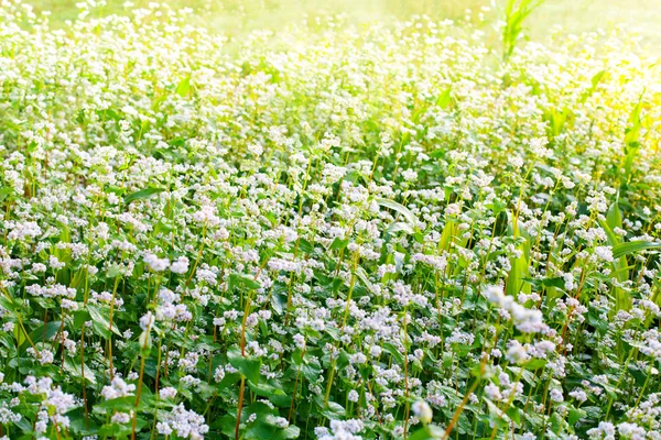 Beautiful buckwheat field — Stock Photo, Image