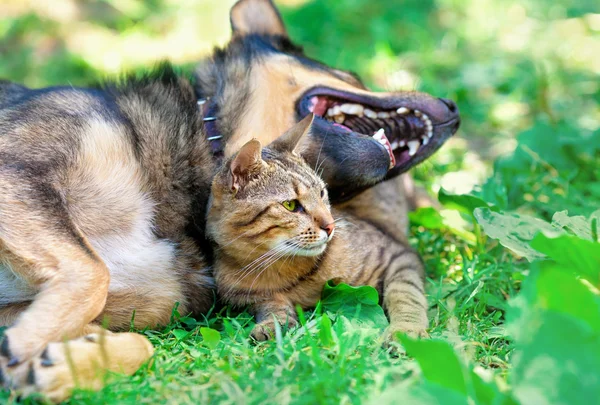 Кошка и собака лежат вместе на лужайке — стоковое фото
