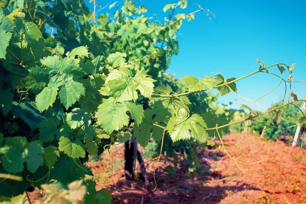 Wijngaarden in zonnige dag — Stockfoto