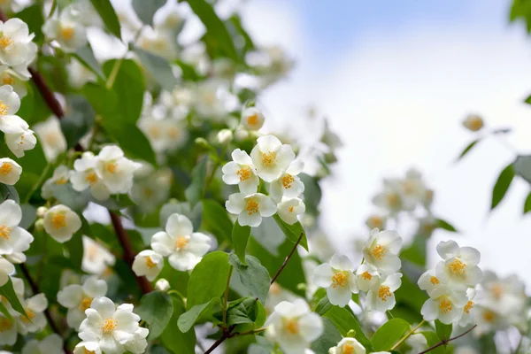 Gelsomino Fiore contro il cielo — Foto Stock