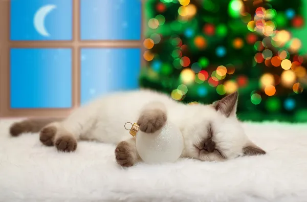 Pequeño gato durmiendo contra ventana y árbol de Navidad con luces — Foto de Stock