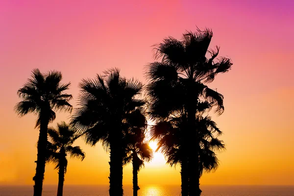Tropická pláž s palmami v pozadí při západu slunce — Stock fotografie