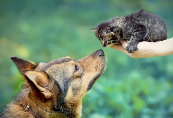 Cão grande e gatinho em mãos femininas cheirando uns aos outros ao ar livre — Fotografia de Stock