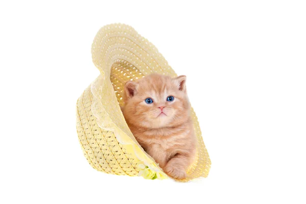 Mały kotek siedzi w Słomkowy kapelusz na białym tle — Zdjęcie stockowe