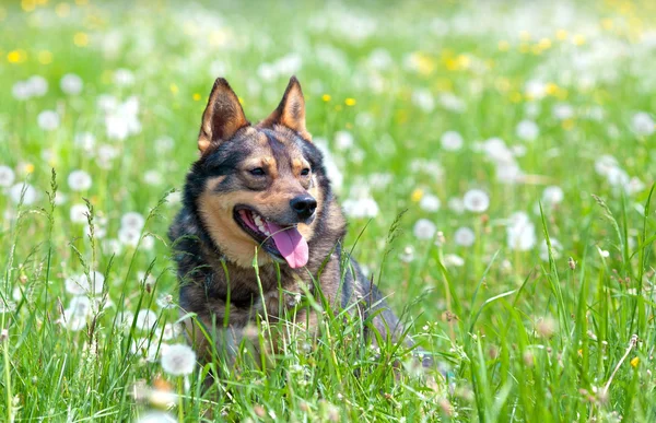 Cane seduto nel campo di tarassaco — Foto Stock