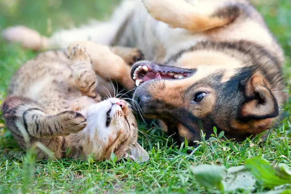 Hund und Katze spielen zusammen im Freien. Gemeinsam auf dem Rücken liegend — Stockfoto