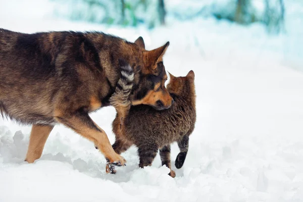 Cão e gato brincando juntos ao ar livre na neve — Fotografia de Stock