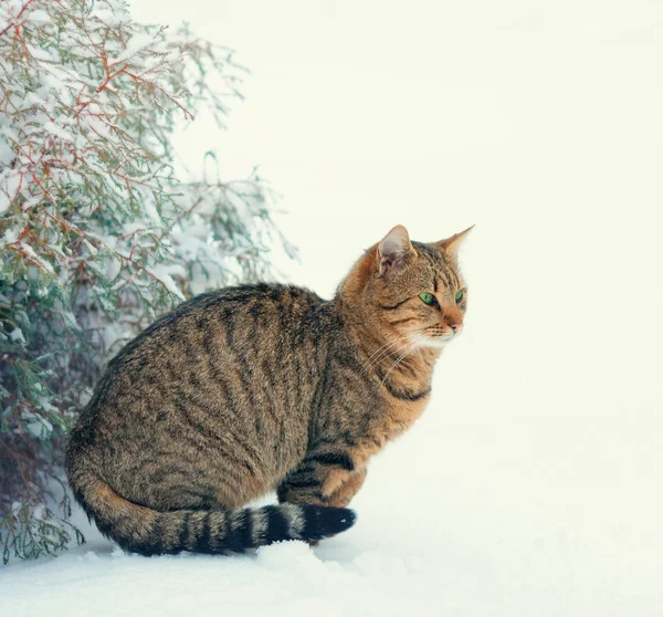 猫と松の木 — ストック写真