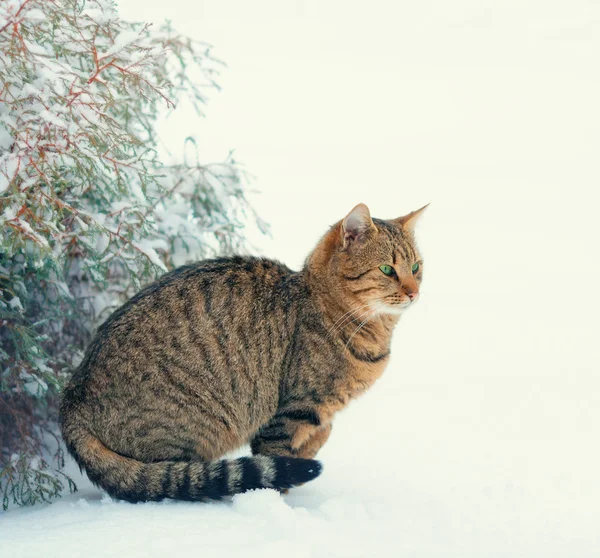 Cat and pine tree — Stock Photo, Image