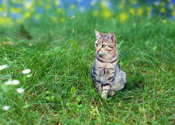 Kočka v zelené trávě — Stock fotografie