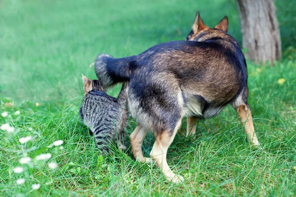 Dog and cat — Stock Photo, Image