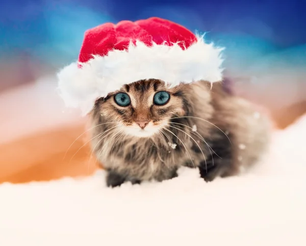 Kattunge i santa hatt — Stockfoto
