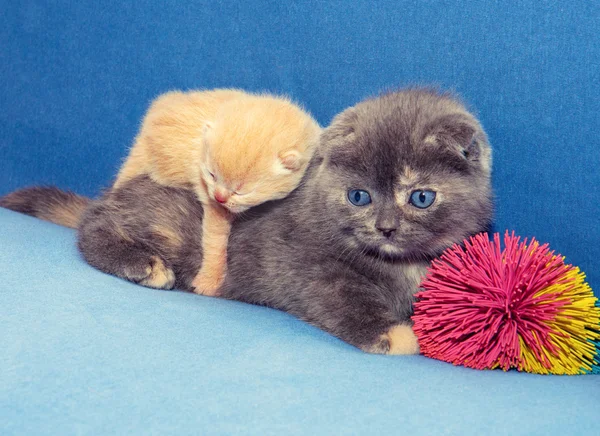 Two kittens — Stock Photo, Image