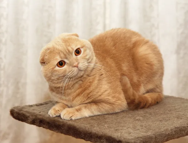 Cream scottish cat — Stock Photo, Image