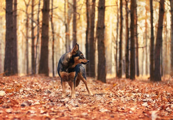 Dog in forest — Stock Photo, Image