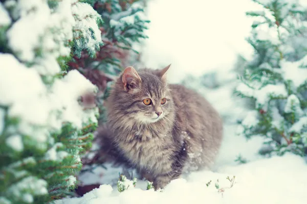 Yavru kedi ve karlı çam ağacı — Stok fotoğraf