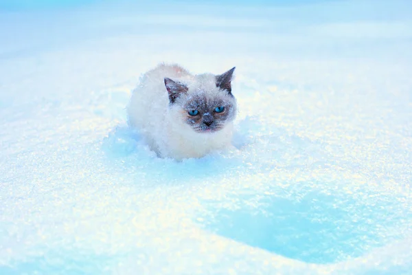 Katze im Schnee — Stockfoto