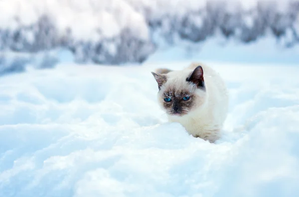 Katt promenader i snö — Stockfoto